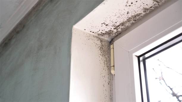 Why You Should Choose Our Mold Remediation Services in Aberdeen, MD